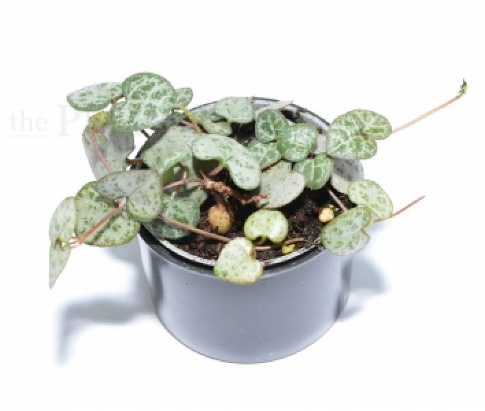 Ceropegia woodii